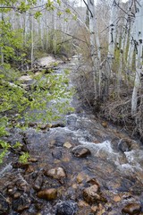 Creek at Great Basin National Park Nevada