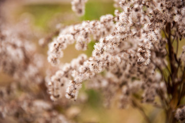 Fototapeta premium A branch with seeds