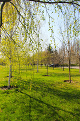 Fototapeta premium Alley with young birch trees in a park on spring