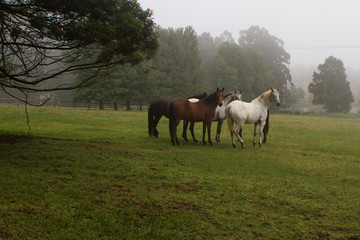 Naklejka na ściany i meble horses in Natal Midlands