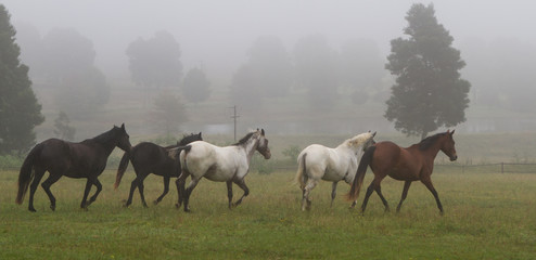 Obraz na płótnie Canvas horses in Natal Midlands