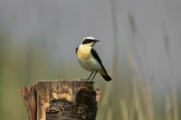 monachella (Oenanthe hispanica hispanica) maschio - ritratto