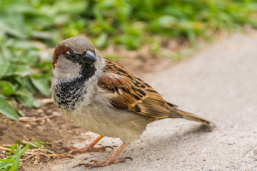 A Brown Sparrow Enjoying the Coming of Spring in the Park