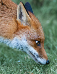 Red Fox 