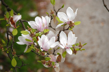 Fototapeta na wymiar Blooming tree