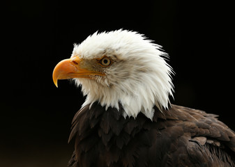 Close up of a Bald Eagle with black background