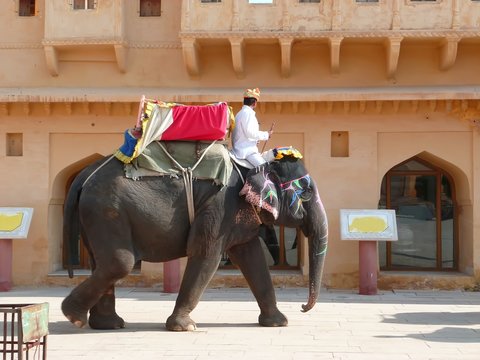 Eléphant décoré en Inde