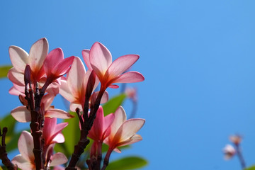 Pink Frangipani with the blue sky background