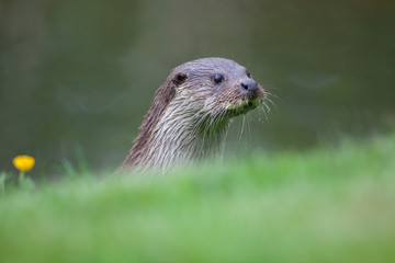 Eurasian Otter