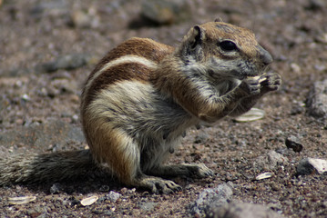 Chipmunk Eating On Rocky Ground
