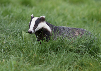 European Badger (Meles meles) in a Grassy Field © Richard Hadfield