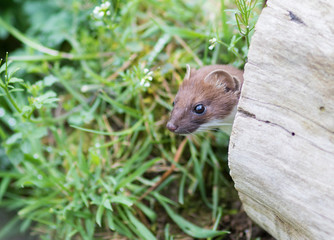 Stoat