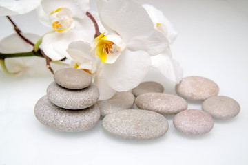 Fototapeta na wymiar white orchids and pearls lie on the rocks 