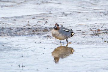 Male Teal