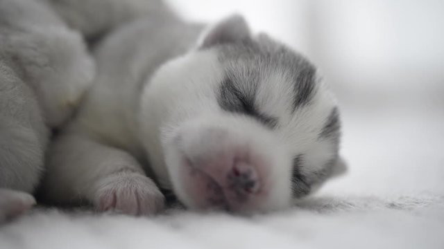 Cute siberian husky puppies sleeping5