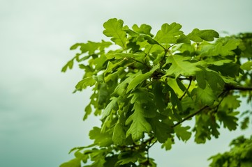 Fototapeta na wymiar leafs