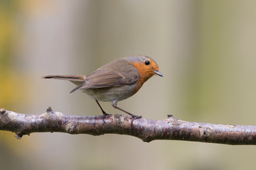 Robin