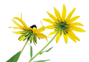 Rear and below view of black-eyed susan flowers. Isolated.