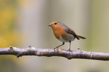 Robin