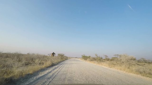 Driving on dirt road in the Etosha National Park, the most famous travel destination in Namibia, Africa. View from car mounted camera.