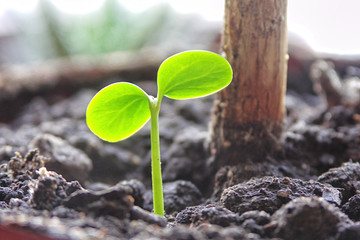 Green sprout from oak seeds