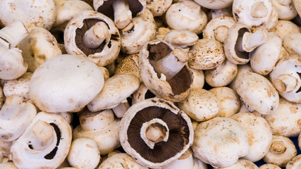 mushroom champignon. food background