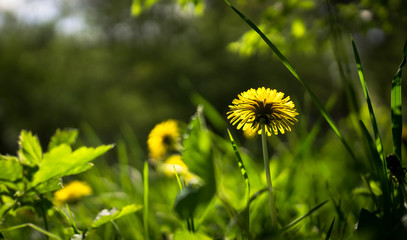 Yellow dandelions close-up. Spring sunny background, wallpapers.