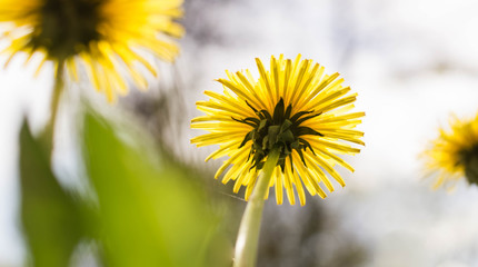 Yellow dandelions close-up. Spring sunny background, wallpapers.