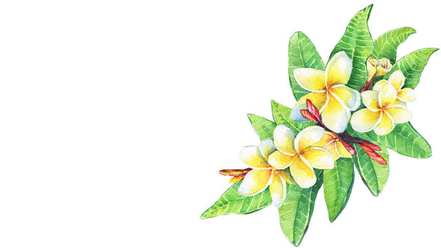 Illustration of tropical resort flowers frangipani (plumeria). Hand drawn watercolor painting on white background.
