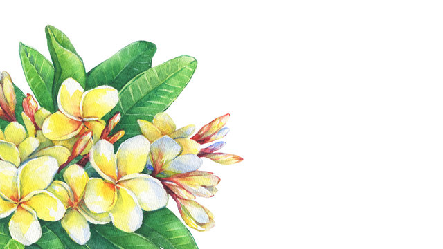 Illustration of tropical resort flowers frangipani (plumeria). Hand drawn watercolor painting on white background.
