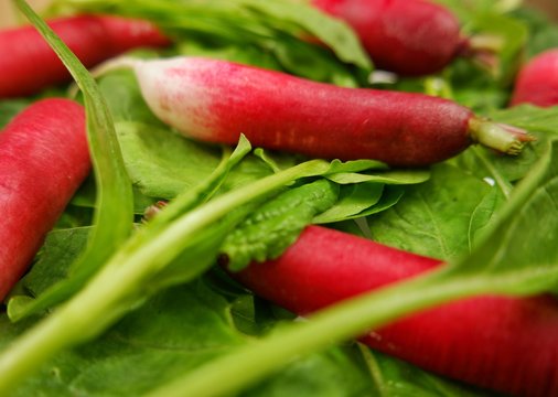 Spring harvest of a radish and spinach