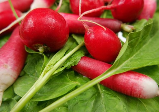 Spring harvest of a radish and spinach