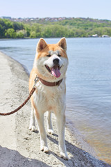 Akita inu