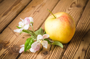 Ripe apple and blossoming branch of an apple-tree on a wooden surface, close-up