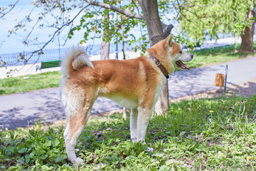 Akita inu