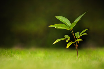 Young plant on nature background