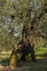 ancient olive tree