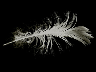 Obraz premium fjäder