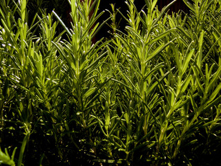 Obraz premium krydda