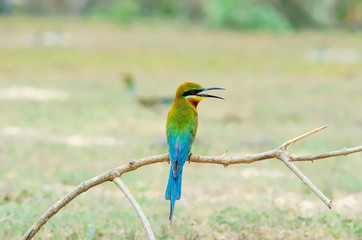  Blue-tailed Bee-eater