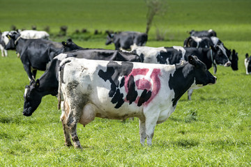 Holstein Frieser cow with a red ecology mark