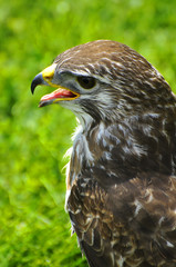 falcon