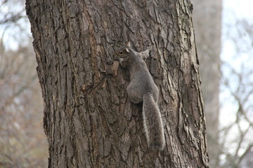 Cute squirrel in New York Central Park