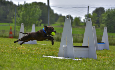 flyball agility dog work competiton dog