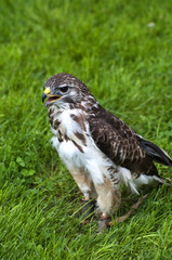 falcon
