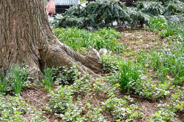 Fototapeta premium Cute squirrel in New York Central Park