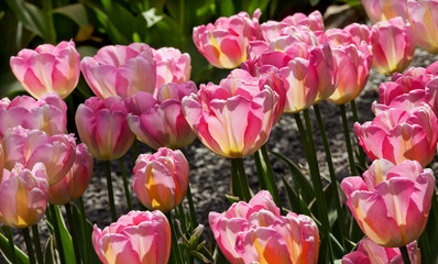 Pink Yellow Tulips Flowers Skagit Valley Washington State
