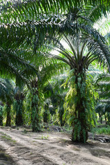 oil palm trees in plantation (elaeis guineensis)