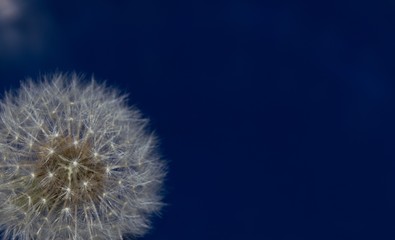 Dandelion Seed Head Blue Background