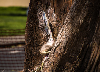 Heron Chick trying desperately to return to its nest